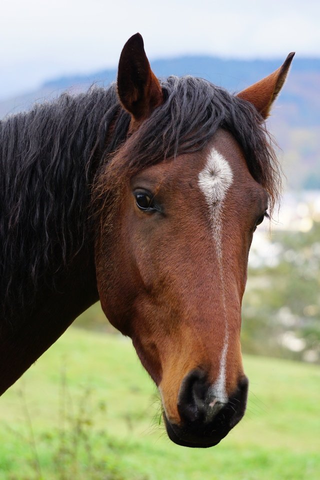 Обои морда, лошадь, природа, портрет, взгляд, конь, face, horse, nature, portrait, look разрешение 6000x4000 Загрузить