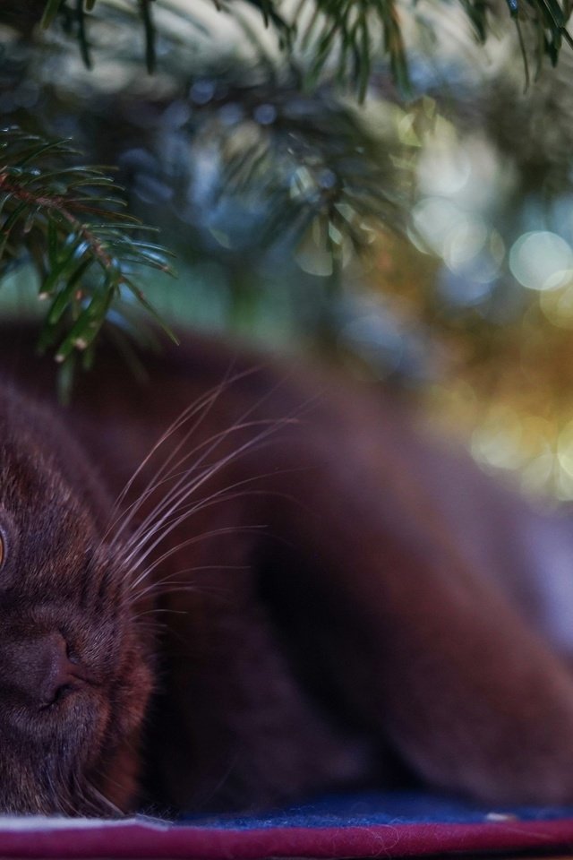 Обои новый год, праздник, елка, рождество, хвоя, размытие, кот, кошка, взгляд, лежит, мордашка, британский, british, new year, holiday, tree, christmas, needles, blur, cat, look, lies, face разрешение 2880x1917 Загрузить