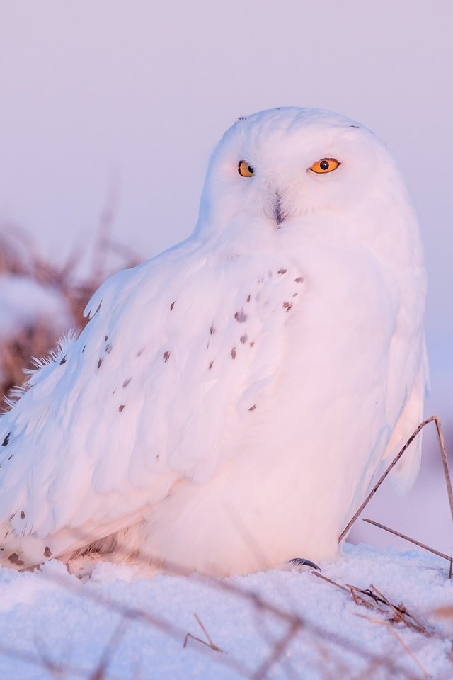 Обои сова, снег, зима, птица, клюв, перья, полярная сова, белая сова, owl, snow, winter, bird, beak, feathers, snowy owl, white owl разрешение 4272x2848 Загрузить