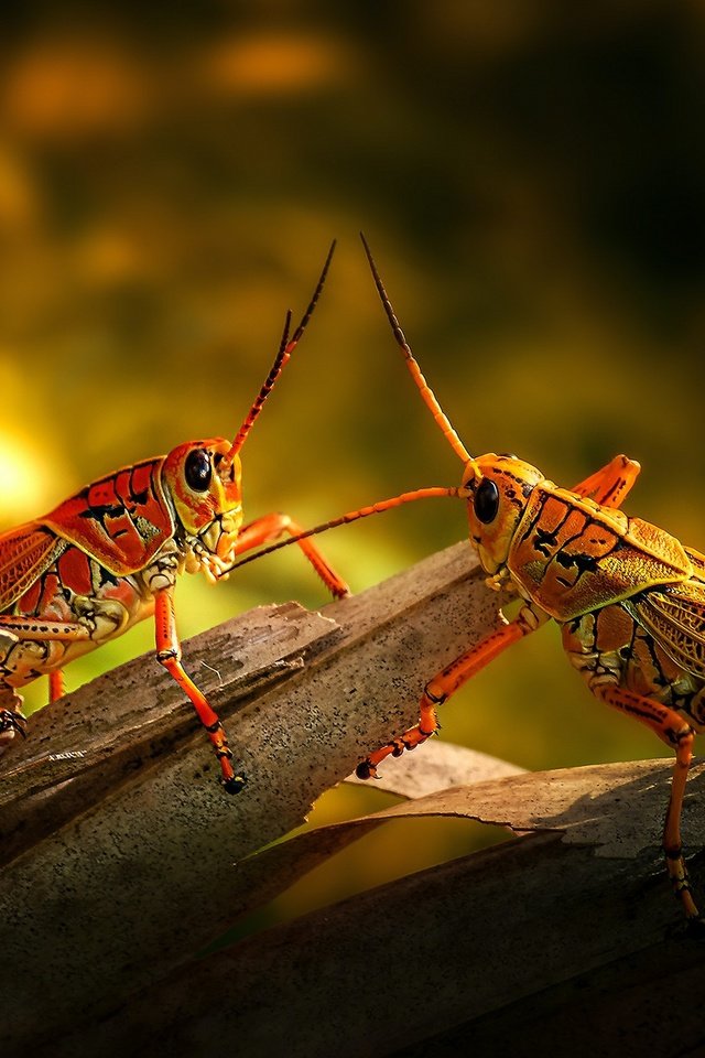 Обои свет, кора, кузнечик, боке, кузнечики, light, bark, grasshopper, bokeh, grasshoppers разрешение 2880x1620 Загрузить