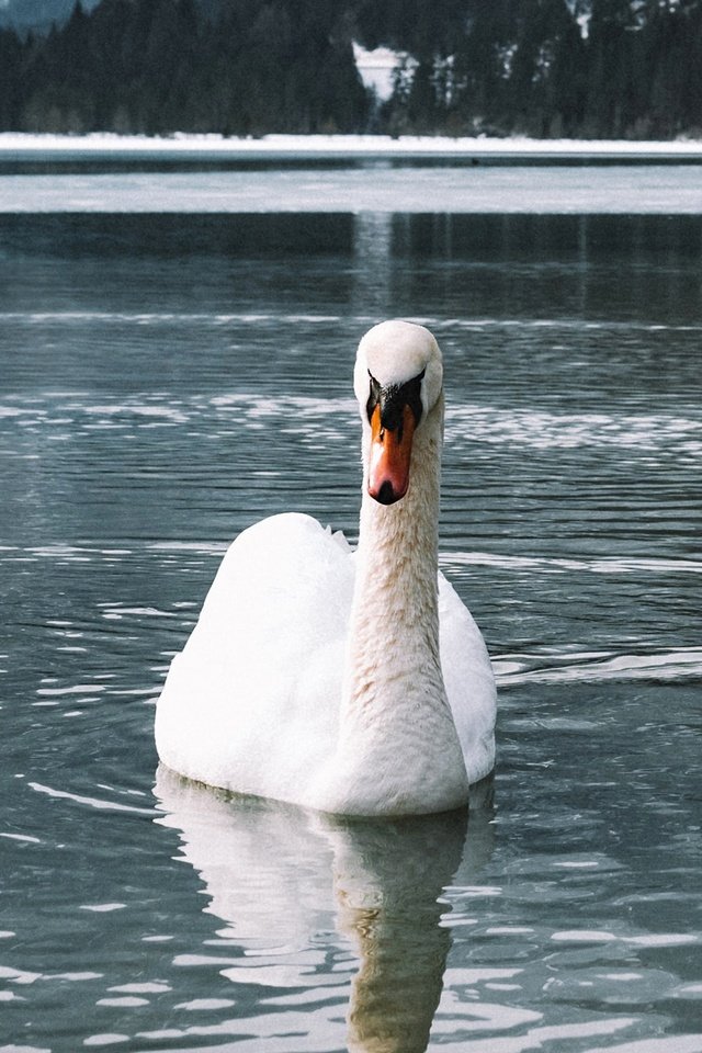 Обои вода, берег, зима, белый, водоем, птица, плавание, лебедь, water, shore, winter, white, pond, bird, swimming, swan разрешение 2880x1620 Загрузить