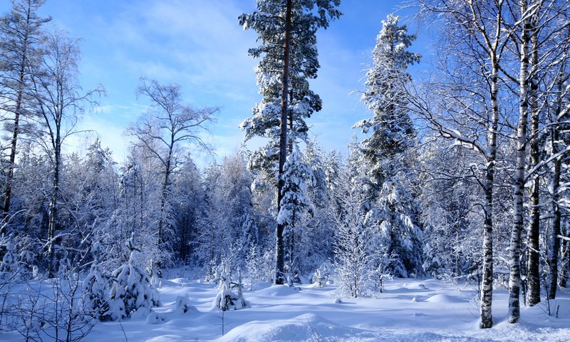 Обои снег, лес, зима, много, snow, forest, winter, a lot разрешение 1920x1200 Загрузить