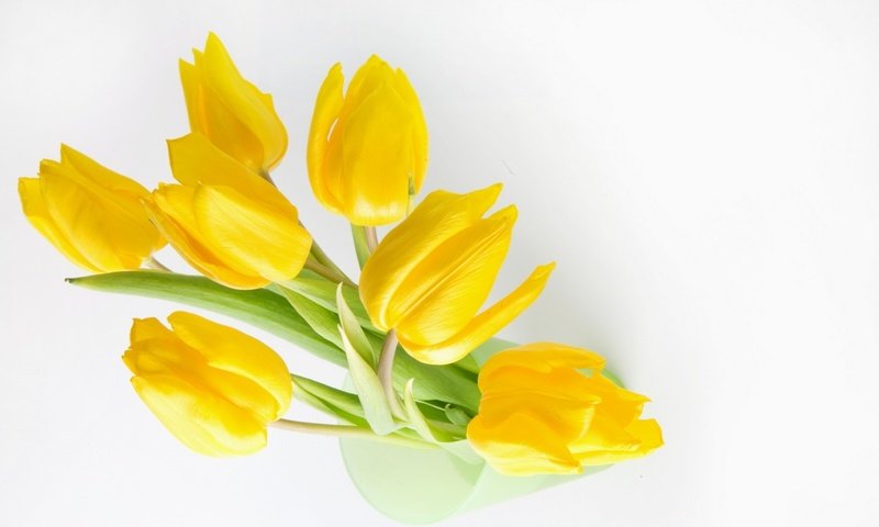 Обои цветы, желтый, жёлтая, stoc, flowers, yellow разрешение 1920x1200 Загрузить