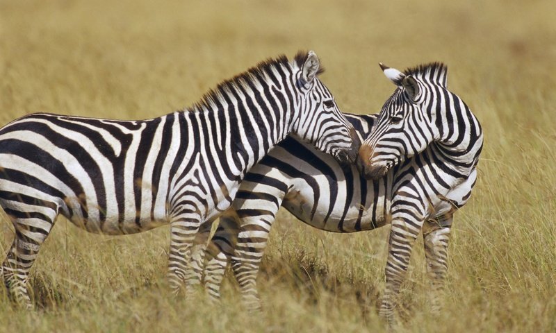 Обои зебра, полоски, животные, африка, зебры, сухая трава, zebra, strips, animals, africa, dry grass разрешение 1920x1200 Загрузить