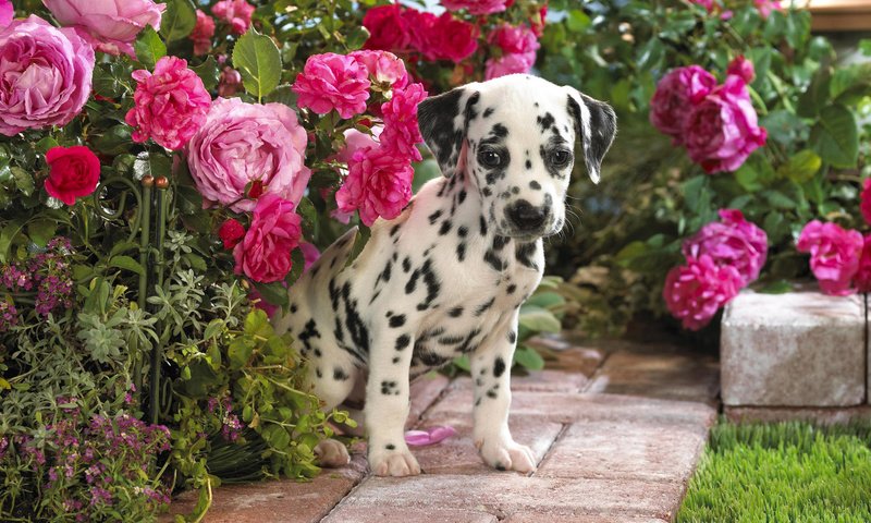 Обои цветы, щенок, далматин, flowers, puppy, dalmatian разрешение 1920x1200 Загрузить