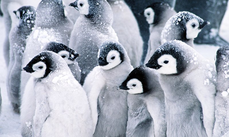 Обои снег, пингвины, детские, snow, penguins, baby разрешение 1920x1080 Загрузить