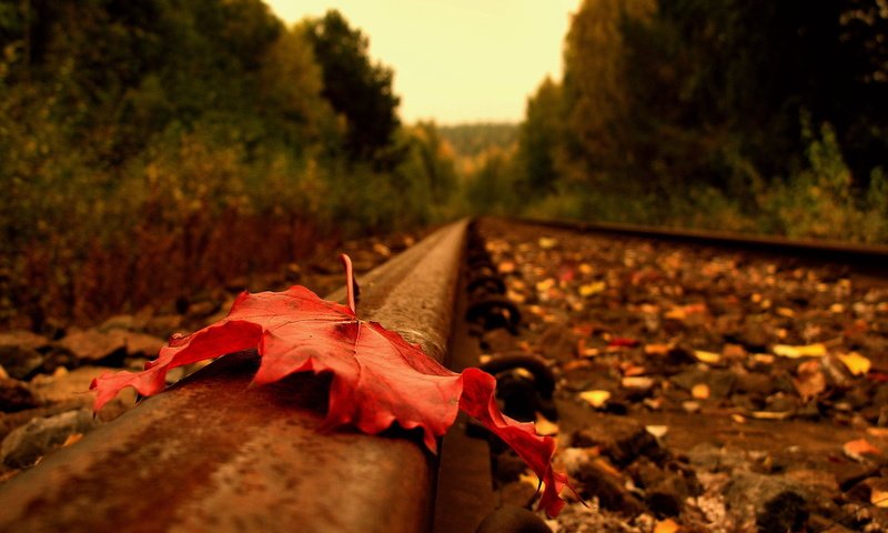 Обои дорога, рельсы, осень, лист, road, rails, autumn, sheet разрешение 1920x1440 Загрузить