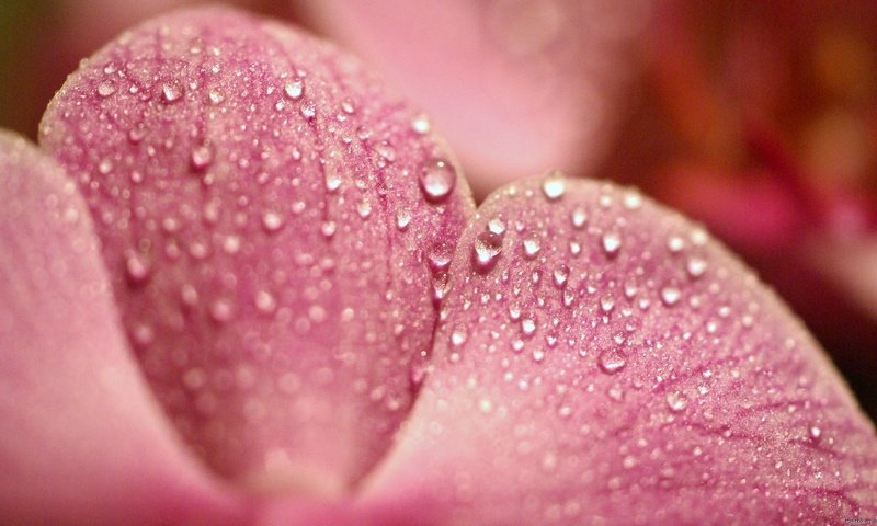 Обои макро, роса, капли, лепесток, розовый, macro, rosa, drops, petal, pink разрешение 1920x1080 Загрузить
