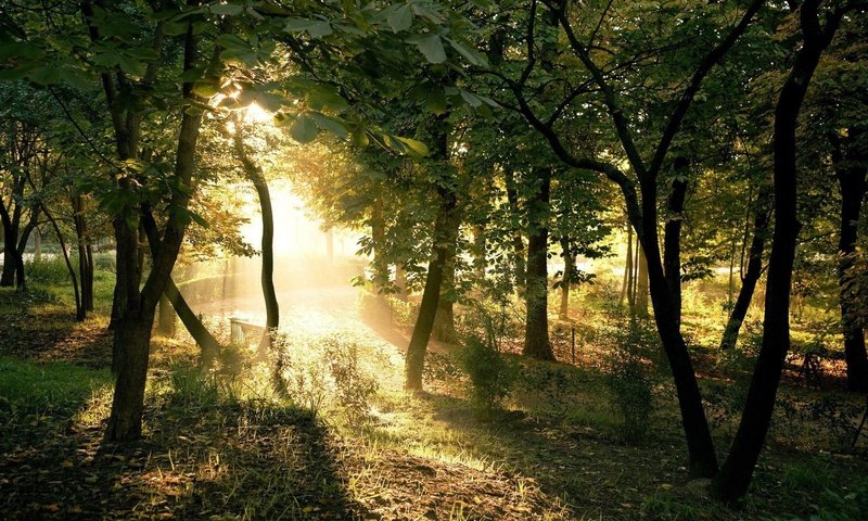 Обои свет, деревья, солнце, light, trees, the sun разрешение 1920x1200 Загрузить