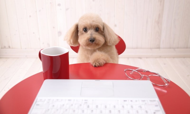 Обои стол, собака, компьютер, пудель, table, dog, computer, poodle разрешение 1920x1200 Загрузить