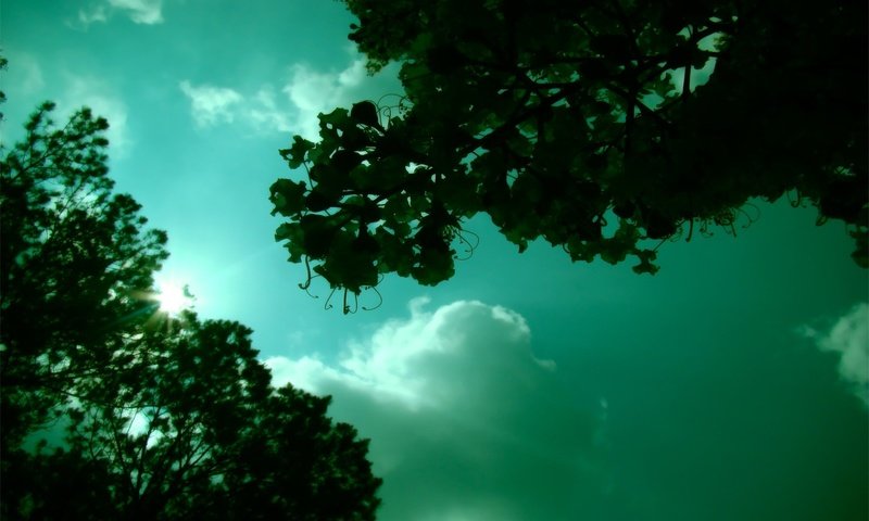 Обои небо, солнце, зелень, настроение, the sky, the sun, greens, mood разрешение 1920x1200 Загрузить