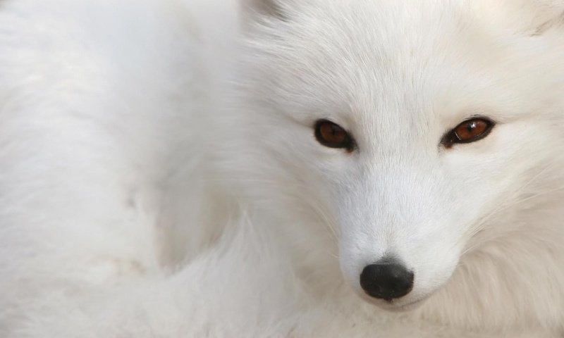 Обои белый, лис, white, fox разрешение 1920x1200 Загрузить