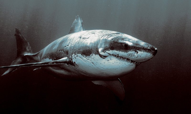 Обои океан, ужас, акула, the ocean, horror, shark разрешение 2048x1152 Загрузить