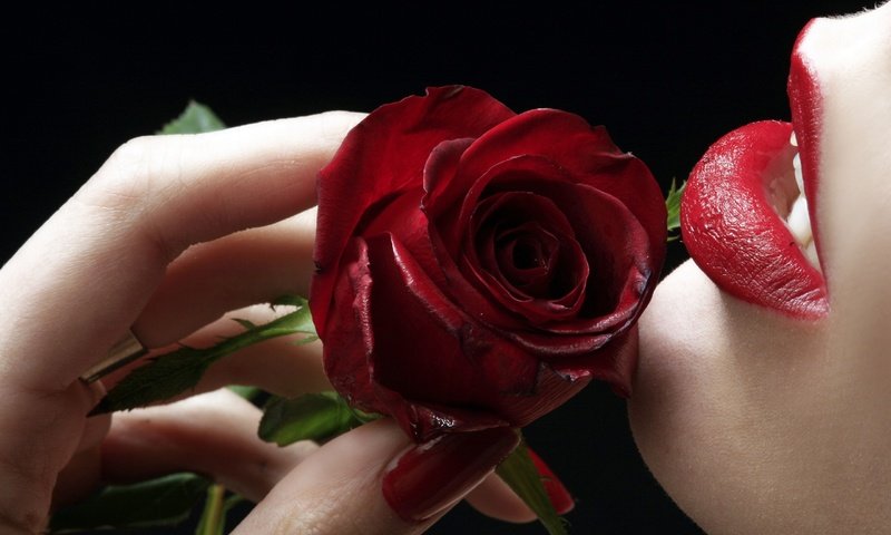 Обои роза, губы, пальцы, rose, lips, fingers разрешение 2560x1600 Загрузить