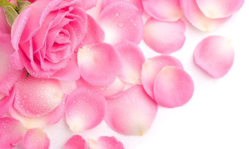 Обои цветок, роса, капли, роза, лепестки, розовая, flower, rosa, drops, rose, petals, pink разрешение 4240x2650 Загрузить