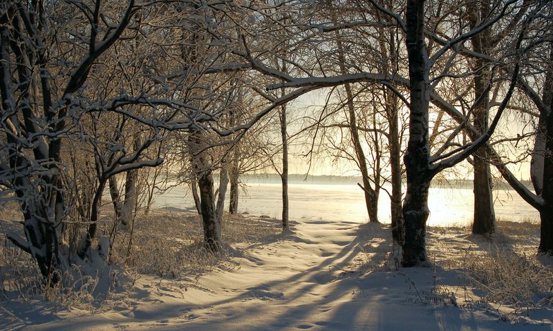 Обои деревья, снег, природа, зима, фото, зимние обои, trees, snow, nature, winter, photo, winter wallpaper разрешение 1920x1200 Загрузить