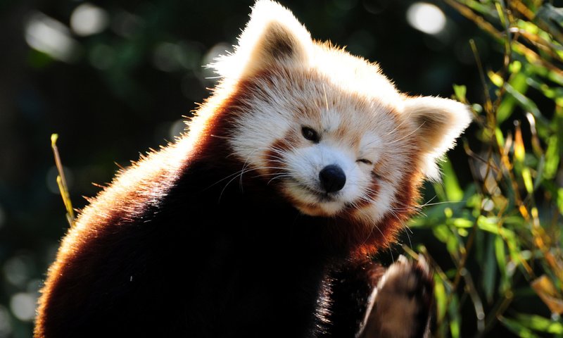Обои животные, прикольно, енот, красная панда, малая панда, animals, cool, raccoon, red panda разрешение 2560x1600 Загрузить