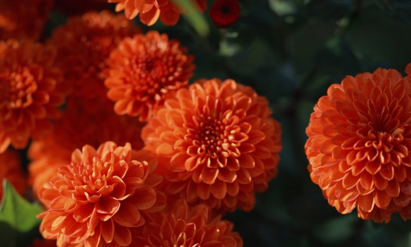Обои цветы, оранжевый, георгины, flowers, orange, dahlias разрешение 1920x1200 Загрузить