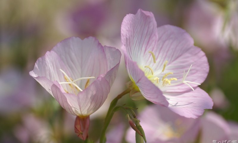 Обои цветы, немофила, вероника, flowers, nemophila, veronica разрешение 1920x1200 Загрузить