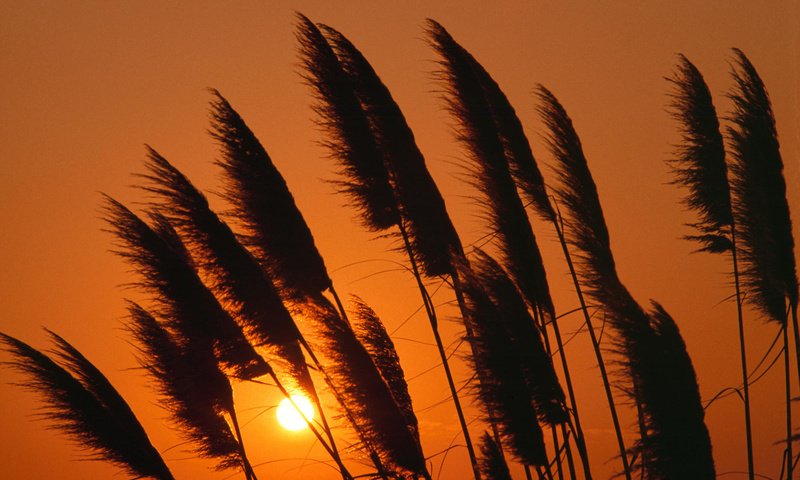 Обои закат, камыш, sunset, reed разрешение 2000x1333 Загрузить