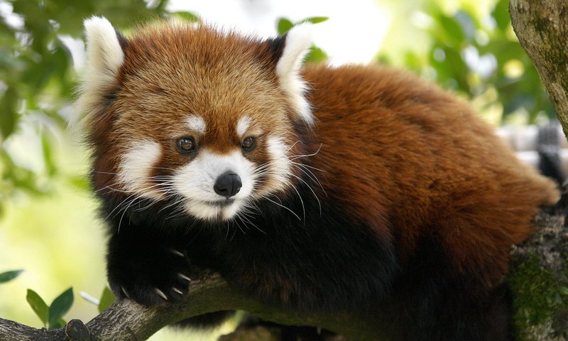 Обои красная панда, red panda разрешение 1920x1080 Загрузить