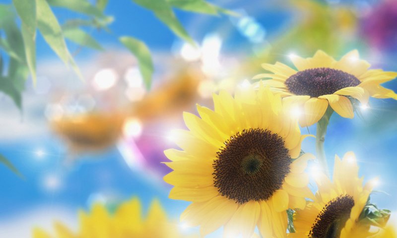 Обои цветы, лепестки, подсолнухи, желтые, боке, flowers, petals, sunflowers, yellow, bokeh разрешение 1920x1200 Загрузить