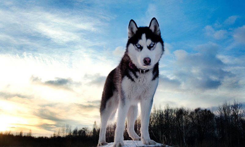 Обои небо, зима, собака, хаски, the sky, winter, dog, husky разрешение 1920x1280 Загрузить