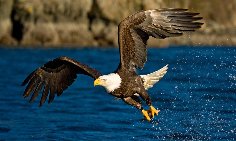 Обои вода, полет, крылья, брызги, орел, птица, water, flight, wings, squirt, eagle, bird разрешение 1920x1200 Загрузить