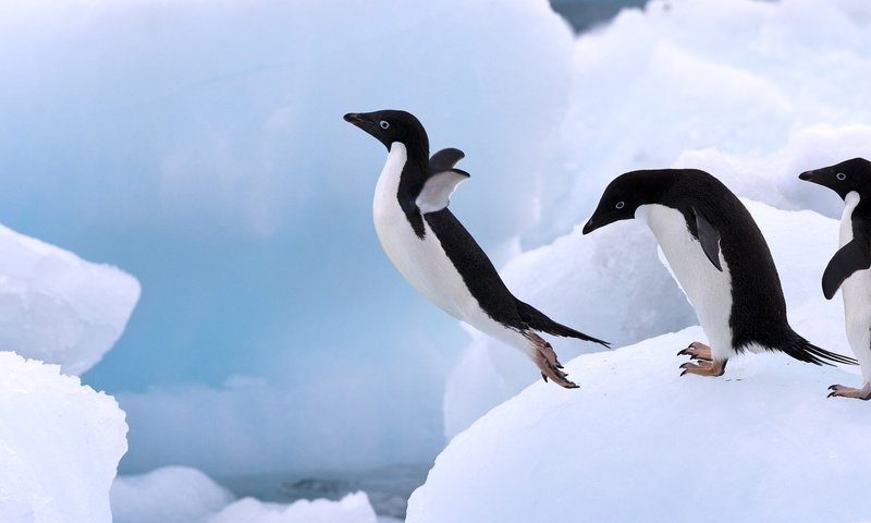 Обои лёд, прыжок, пингвин, ice, jump, penguin разрешение 1920x1080 Загрузить