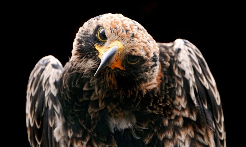 Обои птица, клюв, черный фон, перья, ястреб, хищная птица, bird, beak, black background, feathers, hawk, bird of prey разрешение 2048x1280 Загрузить