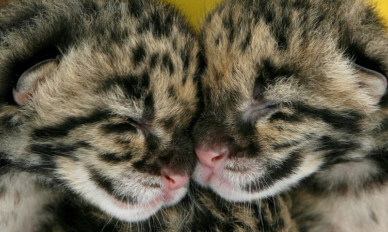 Обои парочка, спят, котята, леопарды, двое, детеныши, a couple, sleep, kittens, leopards, two, cubs разрешение 1920x1080 Загрузить