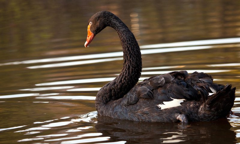 Обои озеро, птица, лебедь, черный лебедь, lake, bird, swan, black swan разрешение 1920x1080 Загрузить