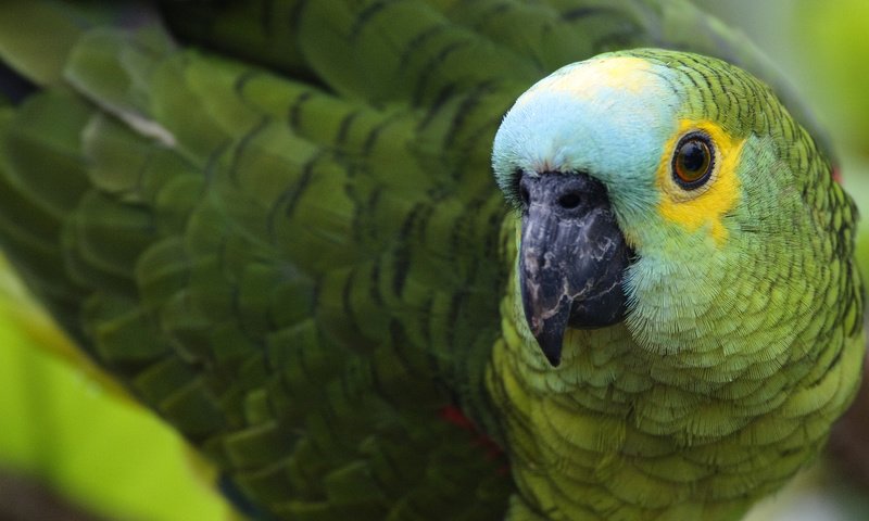 Обои зелёный, цвет, птица, клюв, перья, попугай, зеленощёкий амазон, амазон, green, color, bird, beak, feathers, parrot, selenodesy amazon разрешение 1920x1080 Загрузить