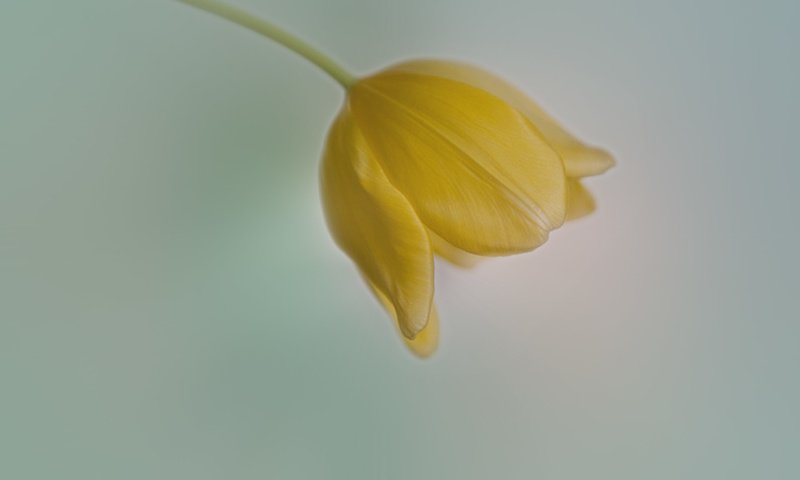 Обои тюльпан, нежный фон, праздничный цветок, tulip, gentle background, festive flower разрешение 1920x1224 Загрузить