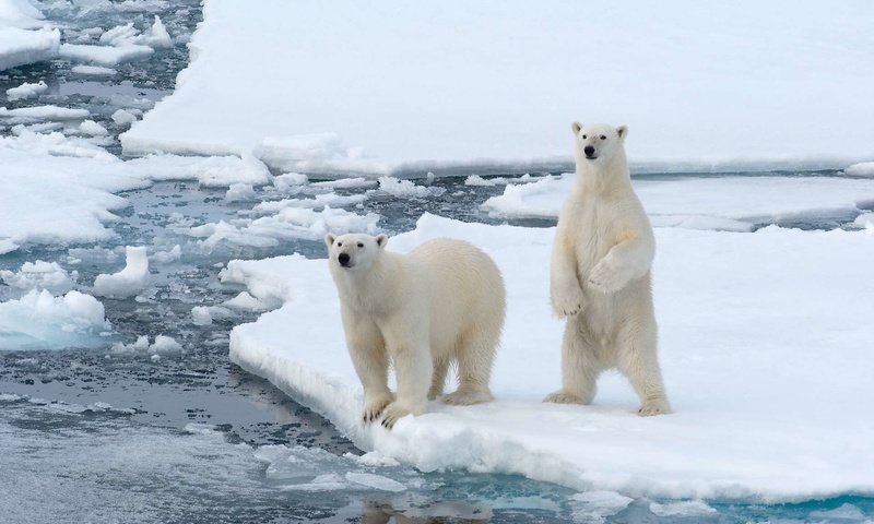 Обои полярный медведь, белые, медведи, белый медведь, арктика, polar bear, white, bears, arctic разрешение 1920x1200 Загрузить