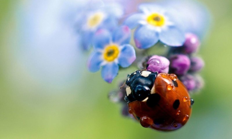 Обои жук, цветок, капли, насекомые, божья коровка, незабудка, beetle, flower, drops, insects, ladybug, forget-me-not разрешение 1920x1200 Загрузить