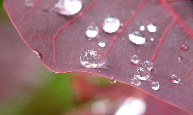 Обои природа, макро, роса, капли, лист, растение, nature, macro, rosa, drops, sheet, plant разрешение 1920x1200 Загрузить