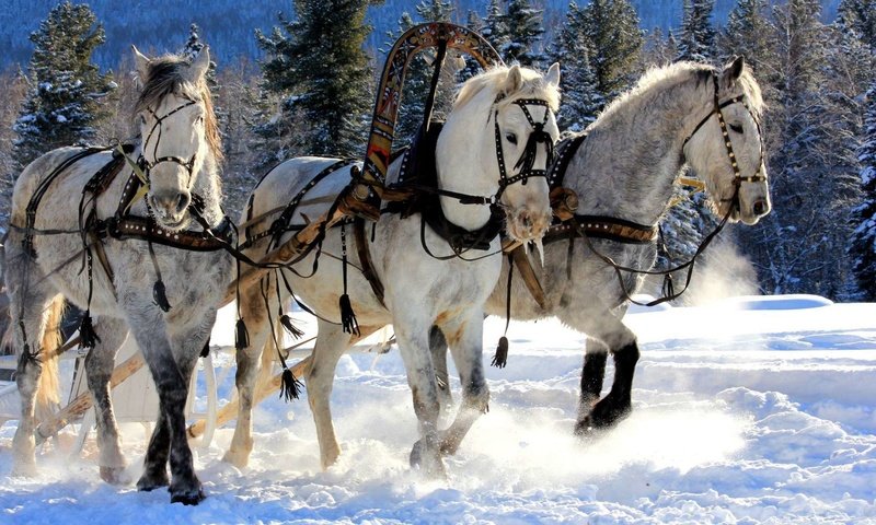 Обои снег, зима, мороз, сани, лошади, кони, упряжка, тройка, snow, winter, frost, sleigh, horse, horses, team, three разрешение 1920x1200 Загрузить