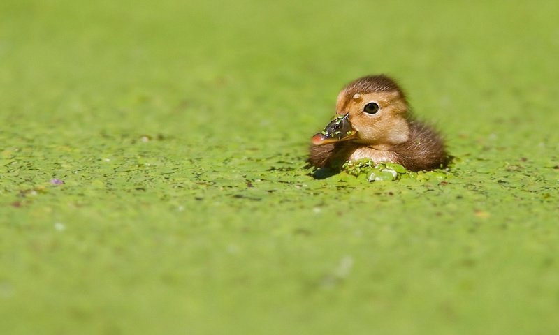 Обои птенец, птица, клюв, утка, утенок, ряска, на водной глади, chick, bird, beak, duck, duckweed, on the water разрешение 1920x1200 Загрузить