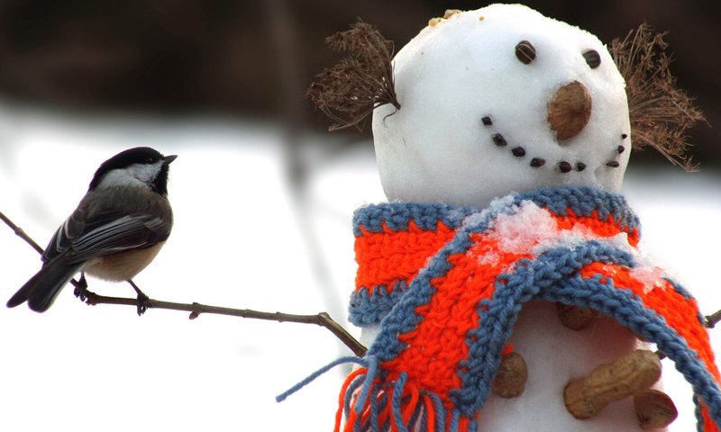 Обои снег, шарф, новый год, веточки, орехи, зима, снеговик, птица, арахис, синица, snow, scarf, new year, twigs, nuts, winter, snowman, bird, peanuts, tit разрешение 1920x1200 Загрузить