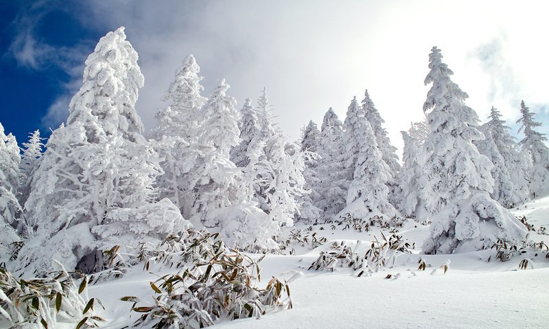 Обои небо, деревья, снег, лес, зима, ели, the sky, trees, snow, forest, winter, ate разрешение 1920x1200 Загрузить