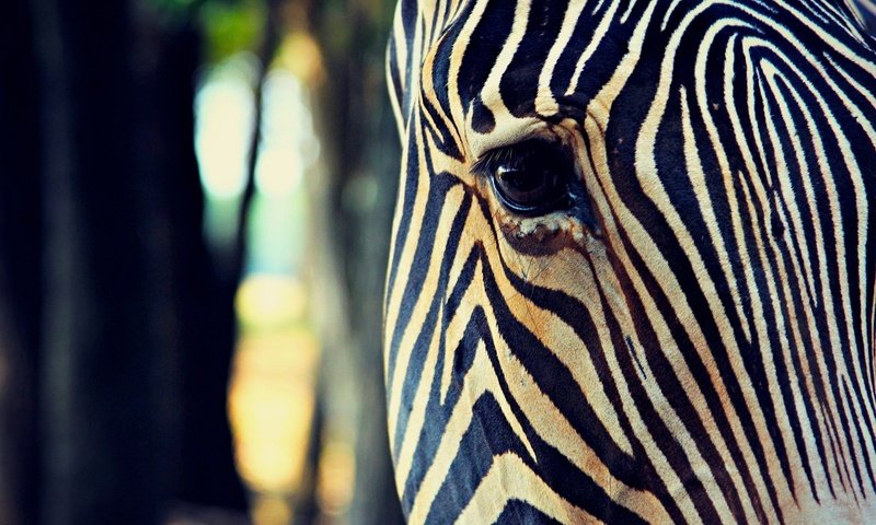 Обои морда, зебра, полоски, макро, глаз, face, zebra, strips, macro, eyes разрешение 1920x1200 Загрузить