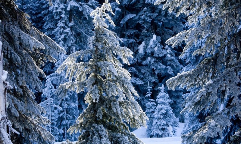 Обои снег, сугробы, новый год, зимний лес, лес, зимний, сказочный, зима, зимняя сказка, мороз, ель, елки, ели, snow, the snow, new year, winter forest, forest, fabulous, winter, winter's tale, frost, spruce, tree, ate разрешение 2560x1600 Загрузить