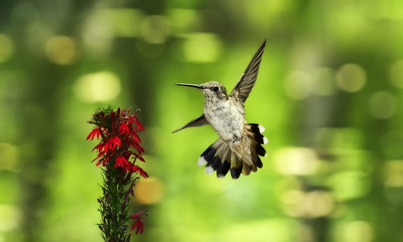 Обои фон, полет, цветок, птица, колибри, боке, background, flight, flower, bird, hummingbird, bokeh разрешение 2560x1600 Загрузить