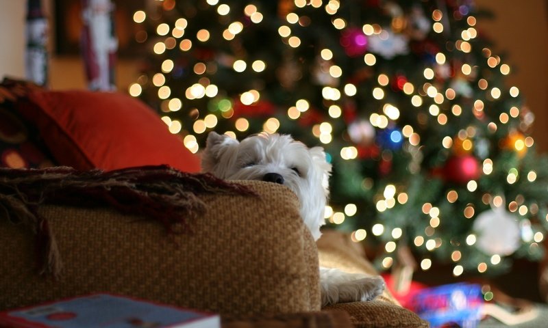 Обои огни, диван, новый год, белая, елка, с новым годом, настроение, 2013, герлянда, подушки, пледы, подарки, собака, дом, lights, sofa, new year, white, tree, happy new year, mood, garland, pillow, blankets, gifts, dog, house разрешение 2560x1600 Загрузить