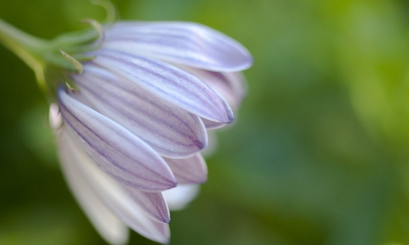 Обои макро, цветок, лепестки, боке, fon, cvety, makro, priroda, foto, маргаритка, macro, flower, petals, bokeh, daisy разрешение 2560x1600 Загрузить