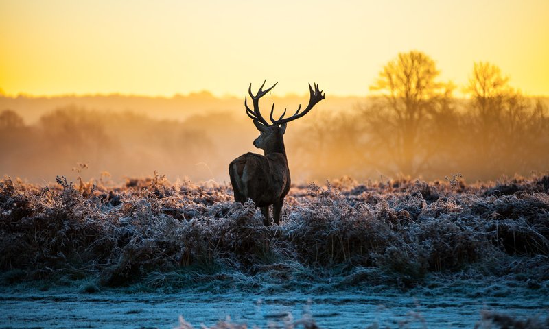 Обои трава, природа, олень, зима, рассвет, иней, рога, лень, grass, nature, deer, winter, dawn, frost, horns, laziness разрешение 5616x3744 Загрузить