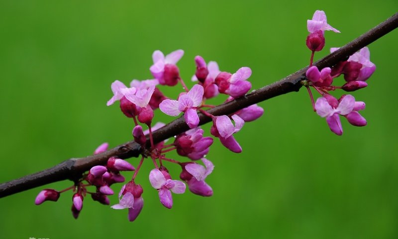 Обои цветы, цветение, весна, миндаль, flowers, flowering, spring, almonds разрешение 1920x1200 Загрузить