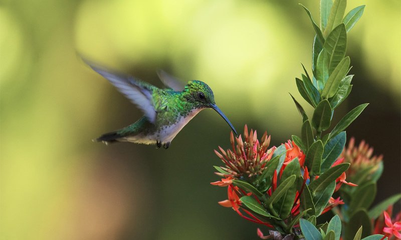 Обои цветы, фон, полет, крылья, птица, клюв, колибри, flowers, background, flight, wings, bird, beak, hummingbird разрешение 2048x1365 Загрузить