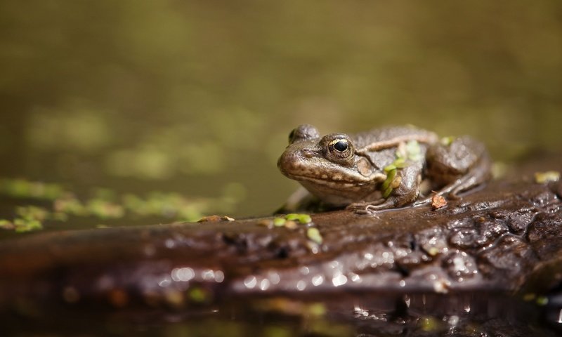 Обои вода, животные, лягушка, пруд, жаба, water, animals, frog, pond, toad разрешение 2048x1339 Загрузить